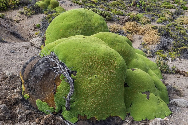 Yareta or Llareta cushion plant (Azorella compacta) growing on the slopes of the Taapaca volcano