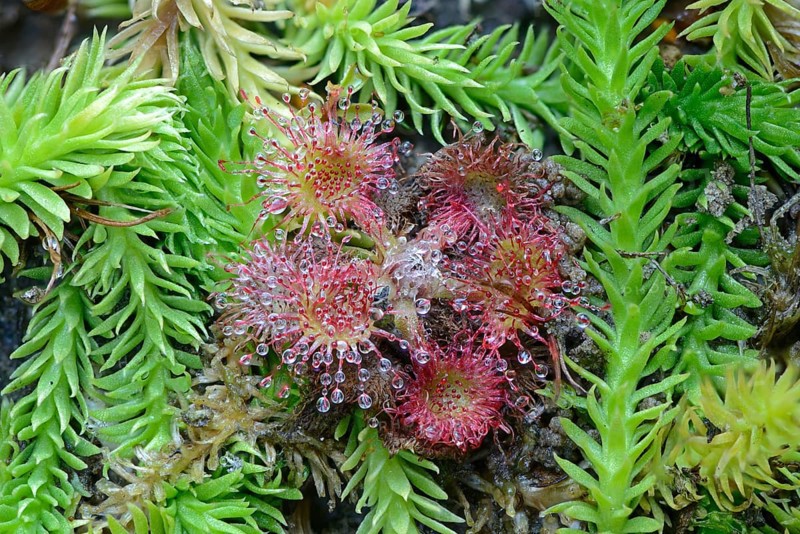 Bog Clubmoss (Lycopodiella inundata) and Round-leafed Sundew (Drosera rotundifolia)