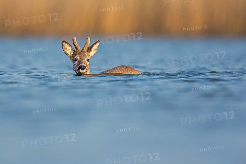 Roe Deer (Capreolus capreolus)