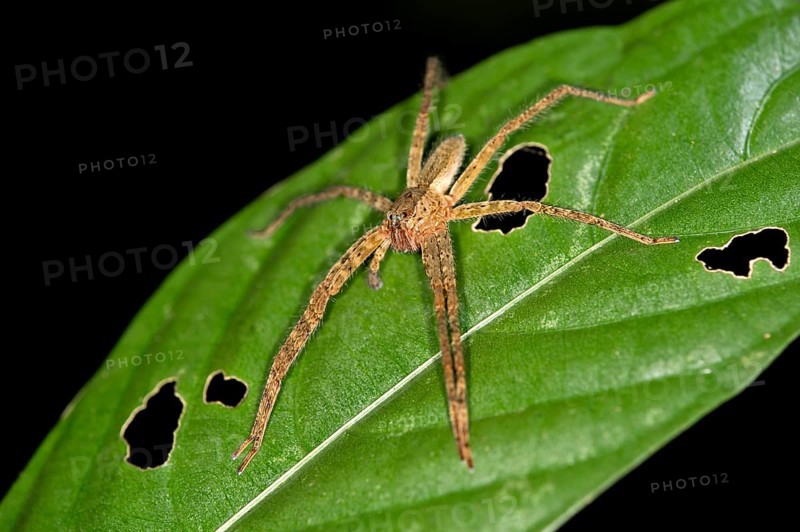Tropical Wandering Spider (Cupiennius bimaculatus)