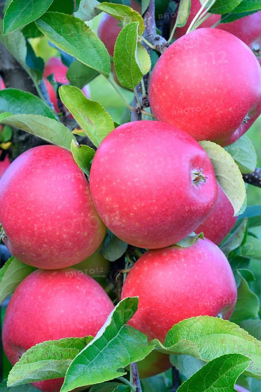 Red apples