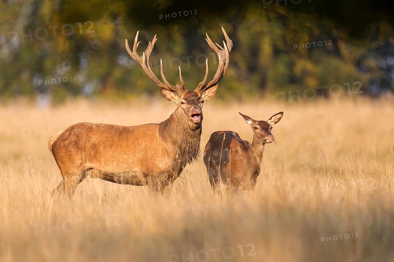 Red Deer (Cervus elaphus)