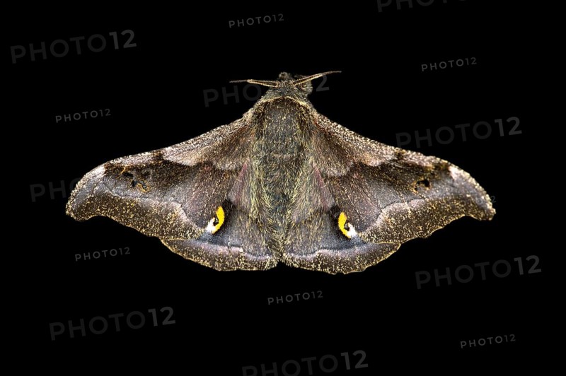 Ludia moth species (Ludia delegorguei)