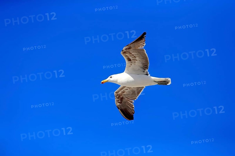Kelp Gull (Larus dominicanus)
