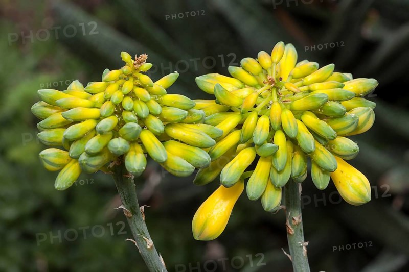 Aloe species (Aloe sinkatana)
