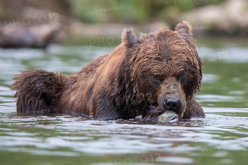 Brown bear (Ursus arctos)
