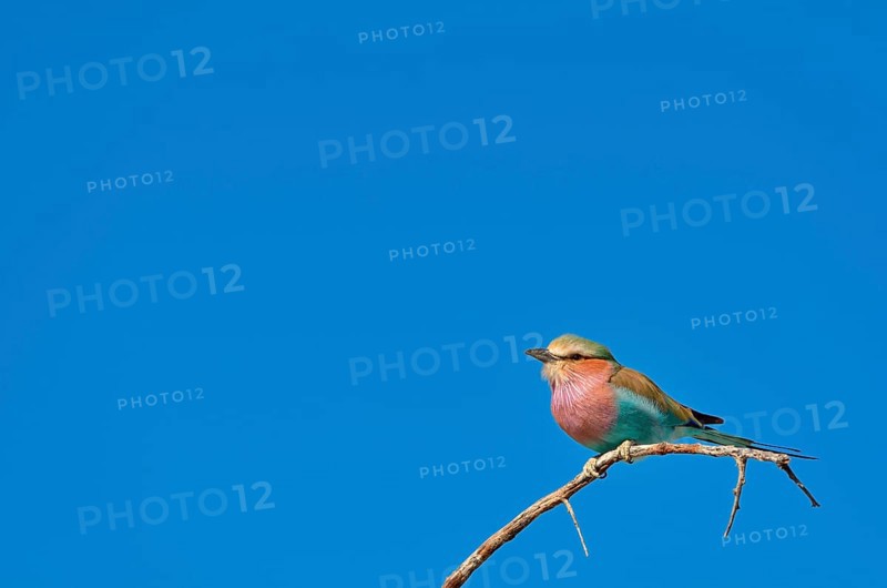 Lilac-breasted Roller (Coracias caudatus)