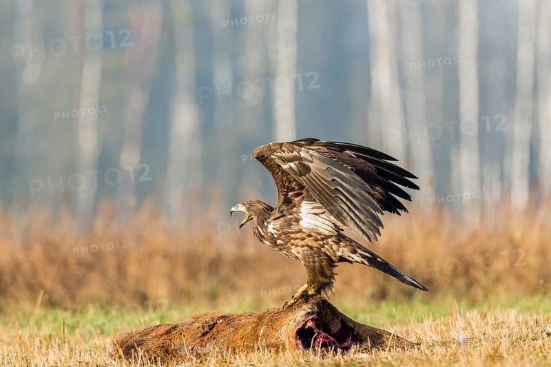 Young Eagle (Haliaeetus albicilla)