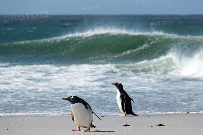 Gentoo penguins (Pygoscelis papua)