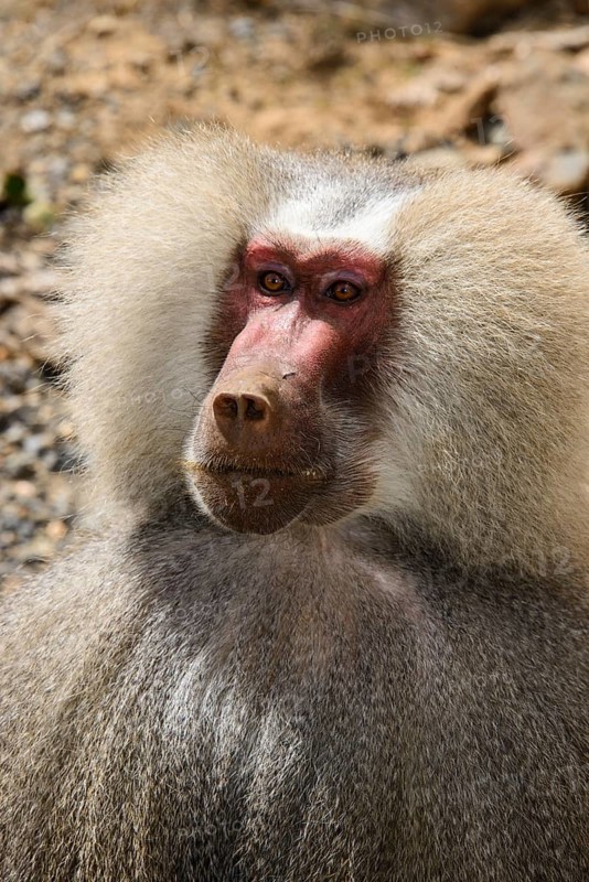 Hamadryas Baboon (Papio hamadryas)