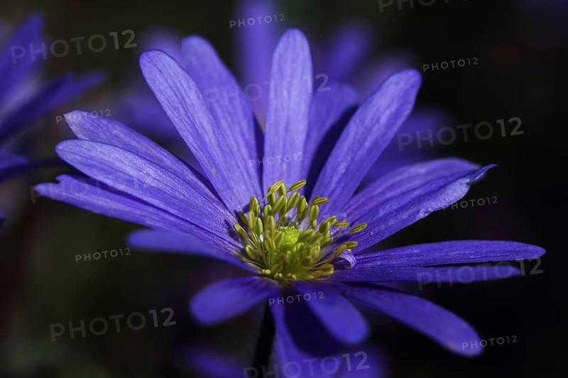 Balkan anemone (Anemone blanda