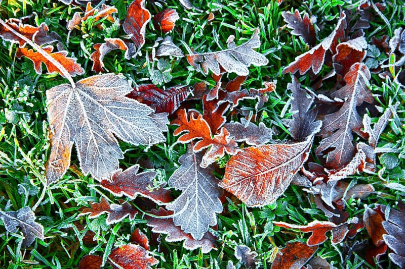 Autumn leaves