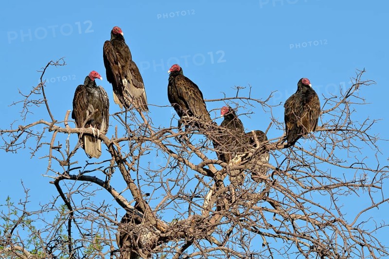 Turkey Vultures (Cathartes aura)