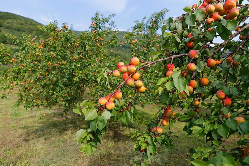 Ripe apricots on an Apricot tree (Prunus armeniaca)