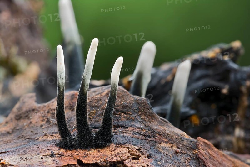 Candlestick fungus (Xylaria hypoxylon)