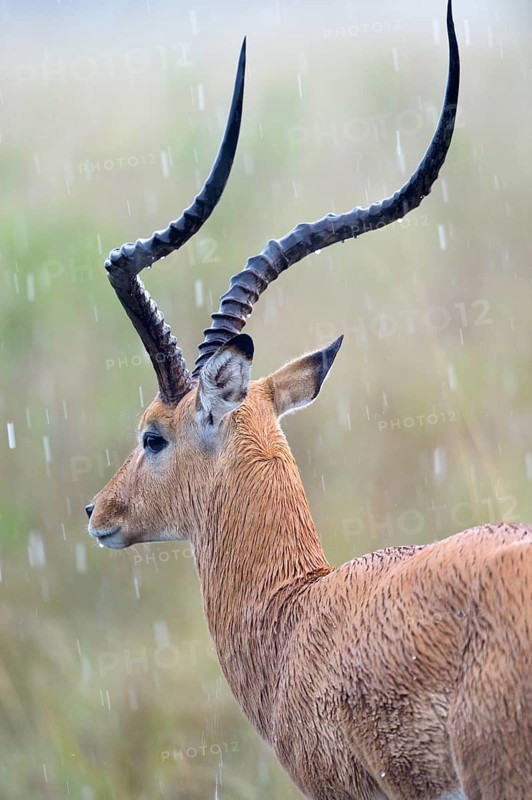 Impala (Aepyceros melampus)