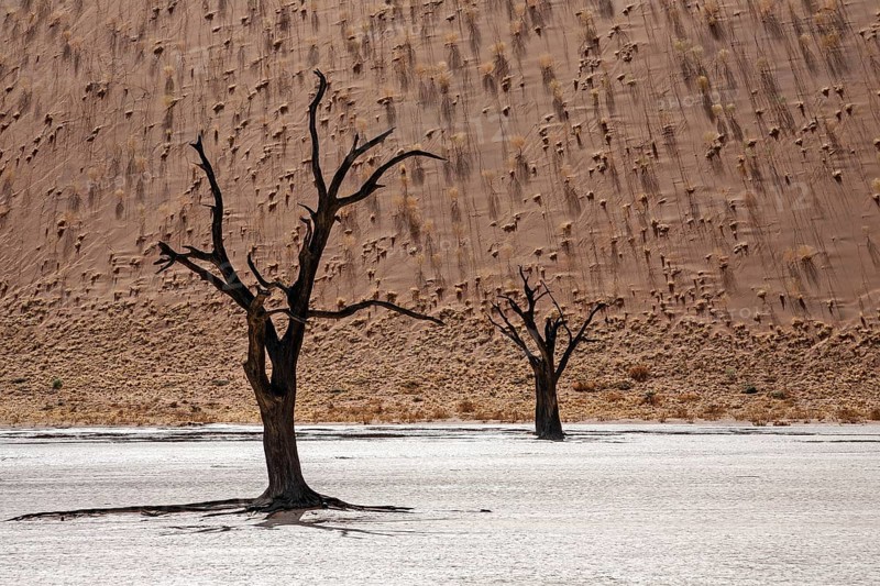 Dead Camel thorn trees (Vachellia erioloba)