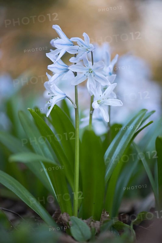 Mishchenko squill (Scilla mischtschenkoana)
