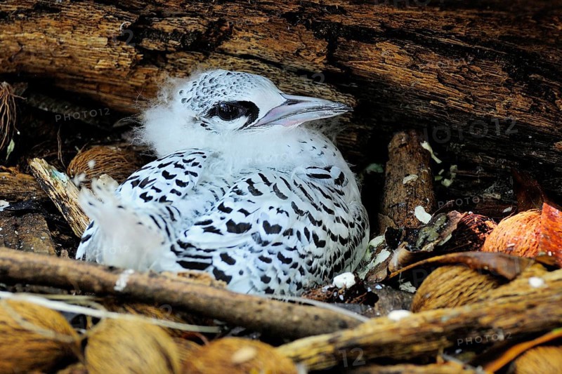 Young White-tailed Tropicbird (Phaethon lepturus) in the nest