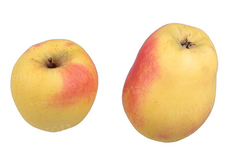 Apple variety Swiss Winter Glockenapfel