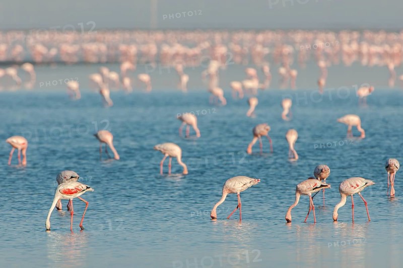 American Flamingo (Phoenicopterus ruber) colony foraging for food