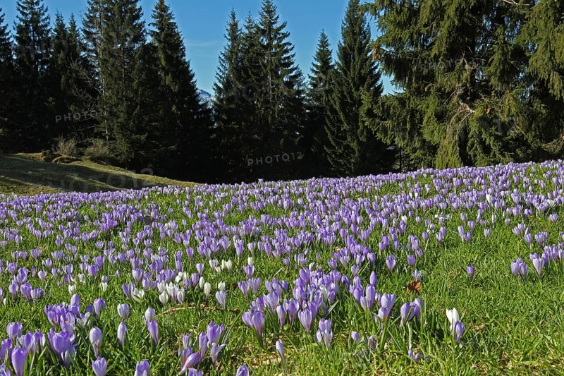 Flowering Crocuses (Crocus albiflorus) at Hundle mountain