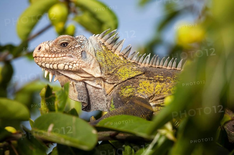 West Indian Iguana (Iguana delicatissima)