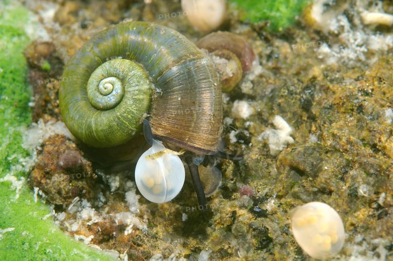 Great Ramshorn Snail (Planorbis planorbis) next to eggs