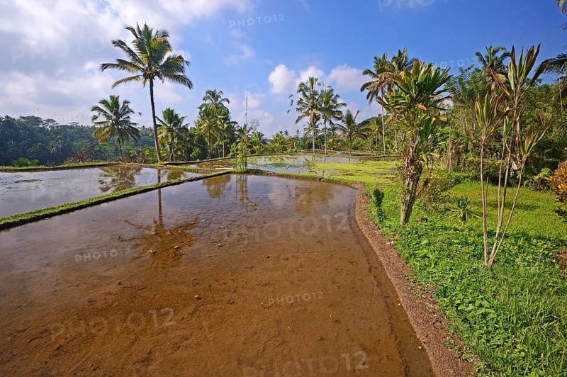 Rice terraces at Pura Gunung Kawi Temple