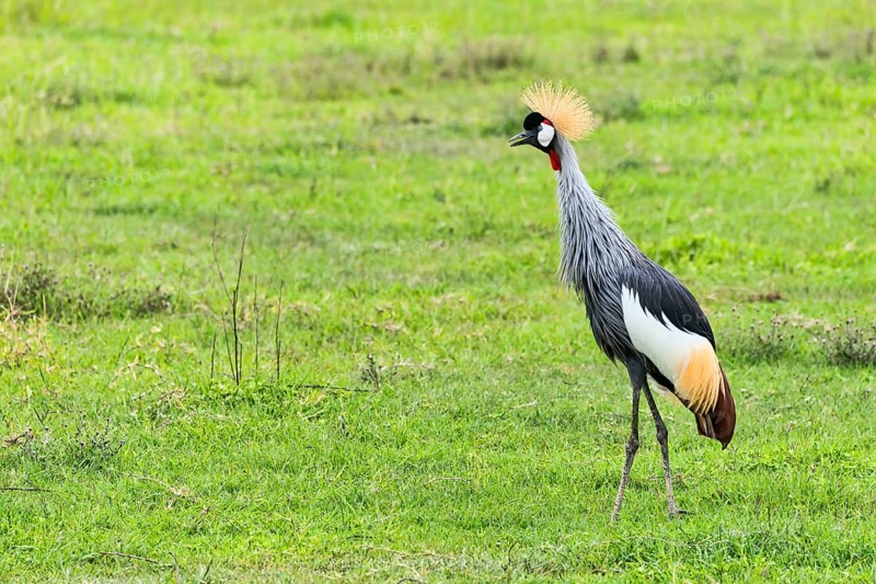 Grey Crowned Crane (Balearica regulorum)