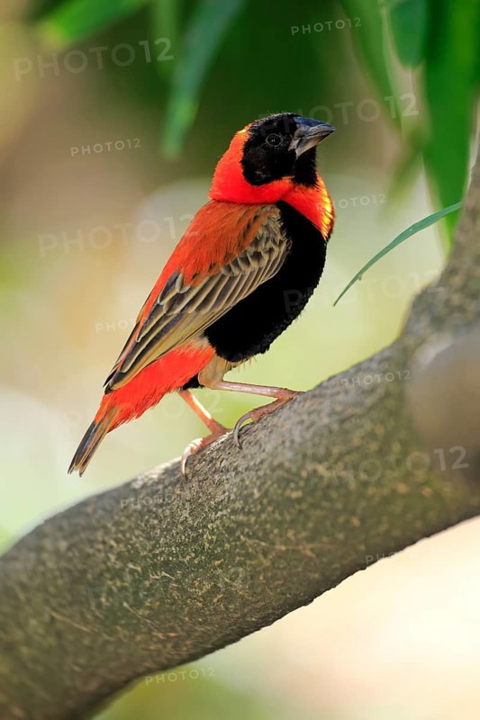 Southern Red Bishop (Euplectes orix)