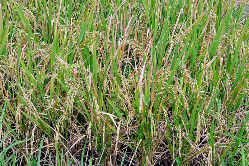 Ripe Rice grains on Rice plants (Oryza sativa)