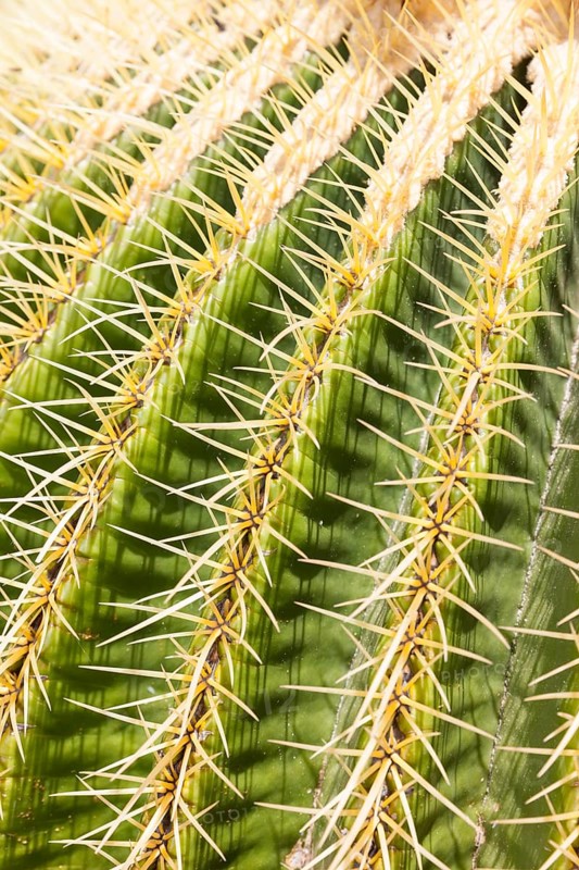 Giant Barrel Cactus (Echinocactus platyacanthus)
