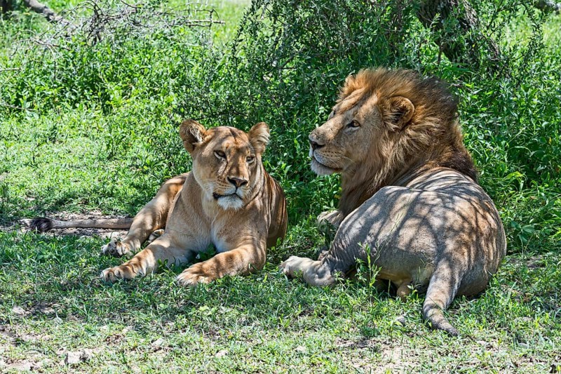 Lions (Panthera leo)