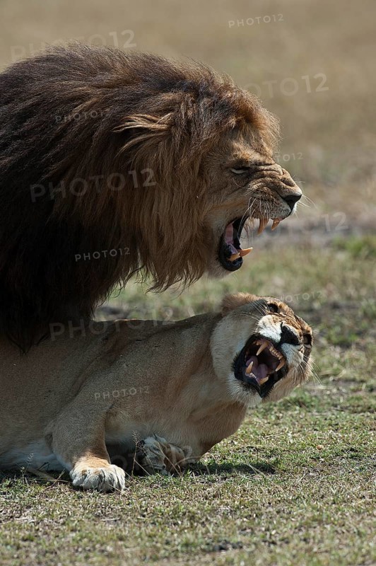 Lions (Panthera leo)
