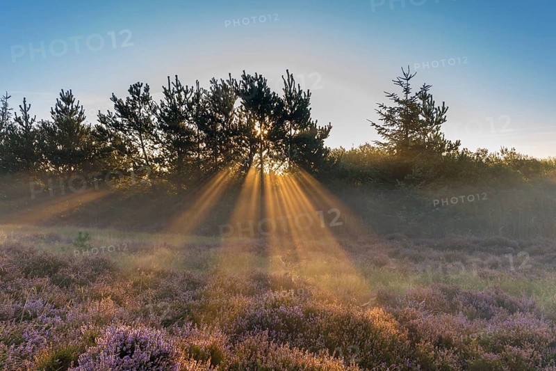 Sun rays penetrate the morning mist above heathlands