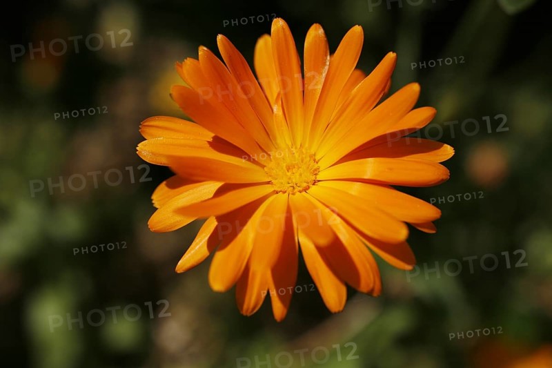 Marigold (Calendula sp.)
