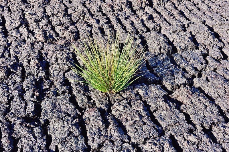 Bulrush (Schoenoplectus lacustris) at a peat mining site at Grundbeckenmoor