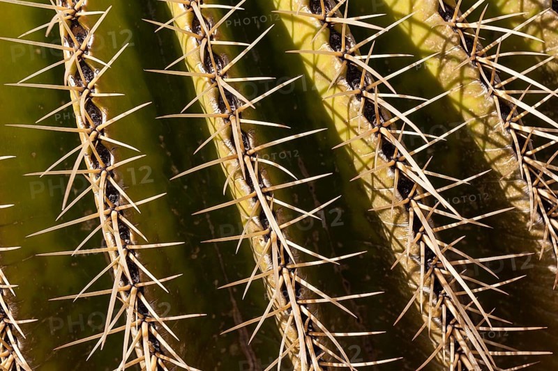 Golden Barrel Cactus (Echinocactus grusonii)