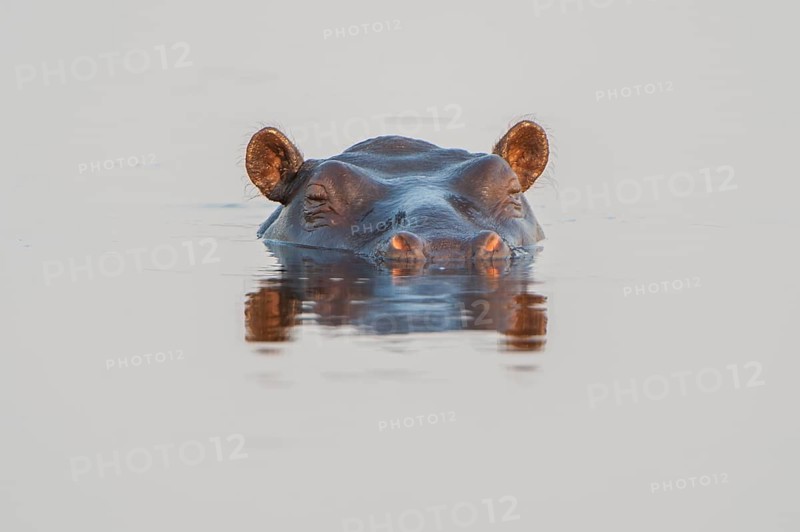 Hippopotamus (Hippopotamus amphibius)