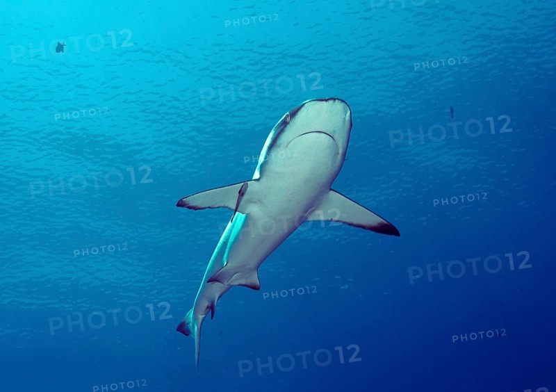 Grey Reef Shark (Carcharhinus amblyrhynchos)
