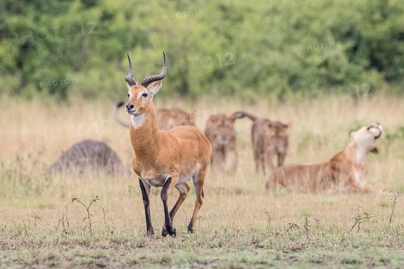 Ugandan Kob (Kobus kob thomasi) stalked by several Lions (Panthera leo)