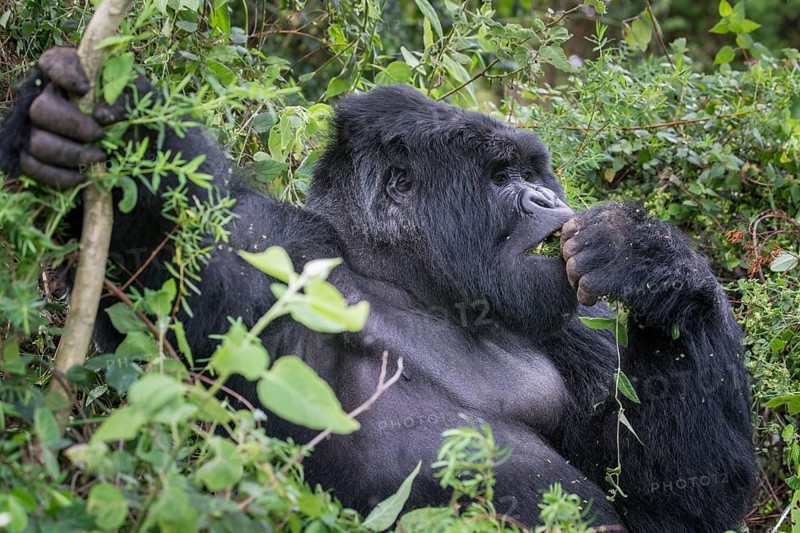 Mountain Gorilla (Gorilla beringei beringei) of the Nyakagezi group