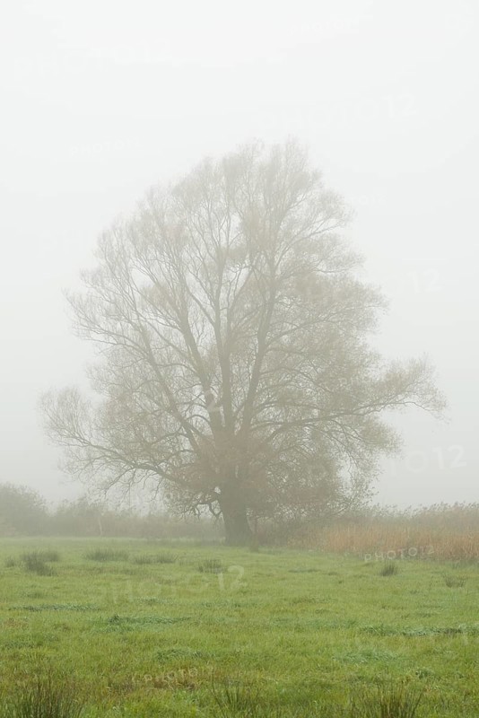 Solitary Crack Willow or Brittle Willow (Salix fragilis) in the fog