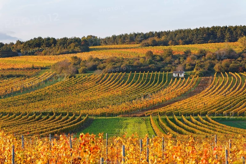 Autumnal vineyards