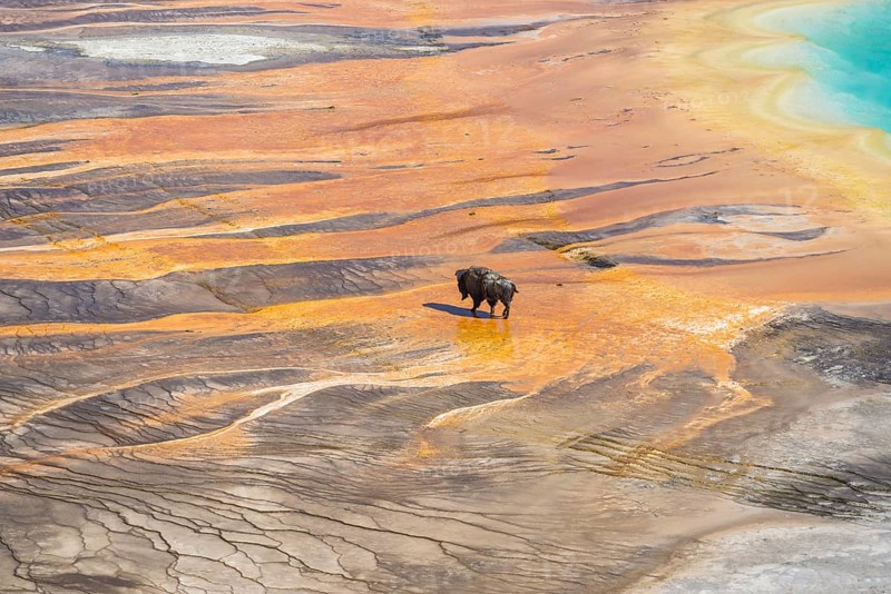 Bison crossing the sinter crust of Grand Prismatic Spring