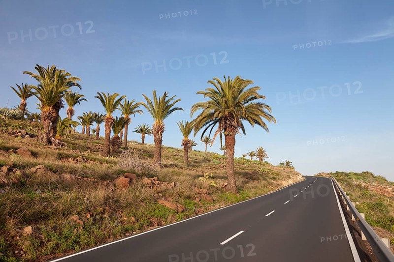 Road at a palm grove