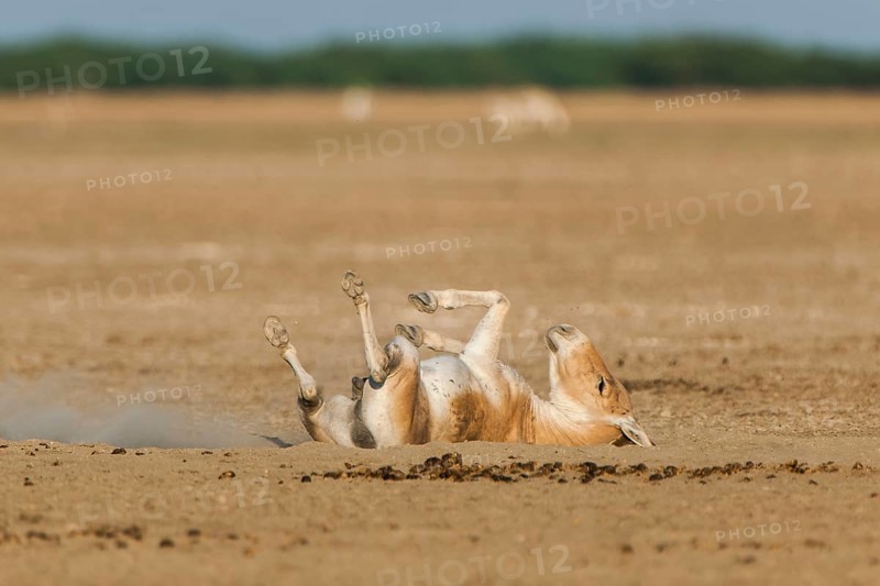 Onager or Asiatic wild ass (Equus hemionus)