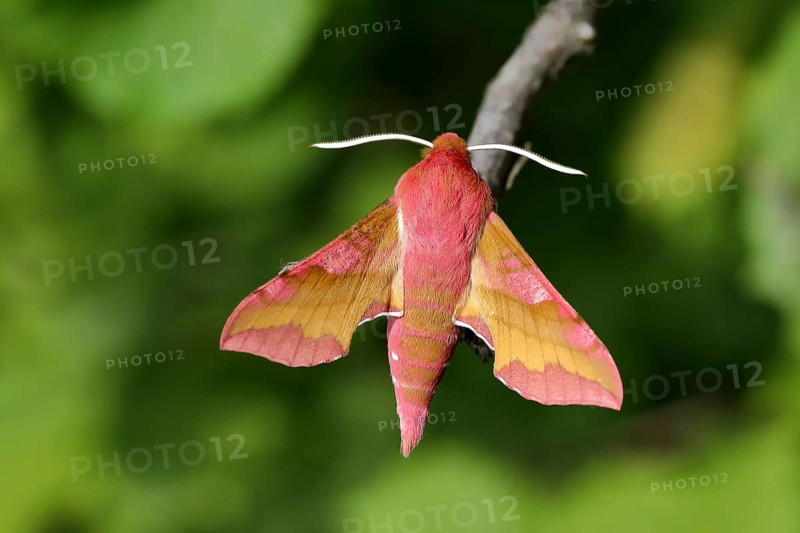 Small elephant hawk-moth (Deilephila porcellus) sitting on a branch