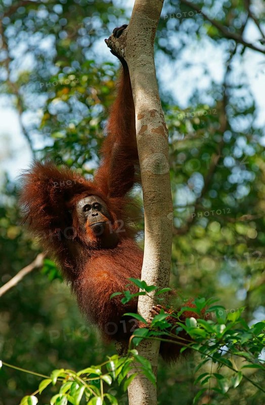 Bornean Orangutan (Pongo pygmaeus)